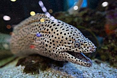 《最终幻想16》新片段 宠物可以防止你迷路